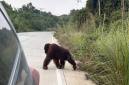 Kemunculan orangutan yang kerap melintas di jalan poros Sangatta-Rantau Pulung, Kabupaten Kutai Timur, Kaltim. (Foto: HO-M Hafif Nikolas)