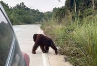 Kemunculan orangutan yang kerap melintas di jalan poros Sangatta-Rantau Pulung, Kabupaten Kutai Timur, Kaltim. (Foto: HO-M Hafif Nikolas)