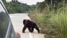 Kemunculan orangutan yang kerap melintas di jalan poros Sangatta-Rantau Pulung, Kabupaten Kutai Timur, Kaltim. (Foto: HO-M Hafif Nikolas)