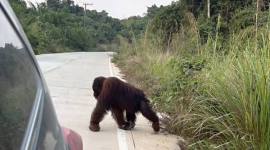 Kemunculan orangutan yang kerap melintas di jalan poros Sangatta-Rantau Pulung, Kabupaten Kutai Timur, Kaltim. (Foto: HO-M Hafif Nikolas)