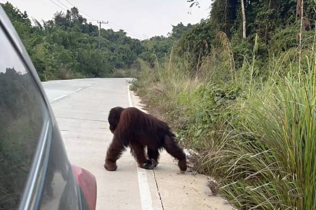 Kemunculan orangutan yang kerap melintas di jalan poros Sangatta-Rantau Pulung, Kabupaten Kutai Timur, Kaltim. (Foto: HO-M Hafif Nikolas)