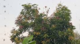 Hujan mengguyur sejumlah wilayah di Kotim, warga harap kabut asap cepat reda. (Foto: Istimewa)