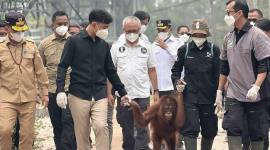 Wapres Gibran Rakabuming (kedua kiri) ketika meninjau pemulihan orangutan Kalimantan (Pongo pygmaeus) di Pusat Rehabilitasi Orangutan Nyaru Menteng Borneo Orangutan Survival Foundation di Palangka Raya, Kalimantan Tengah, Kamis (10/9/2026). (Foto: HO-BPMI Sekretariat Wapres)