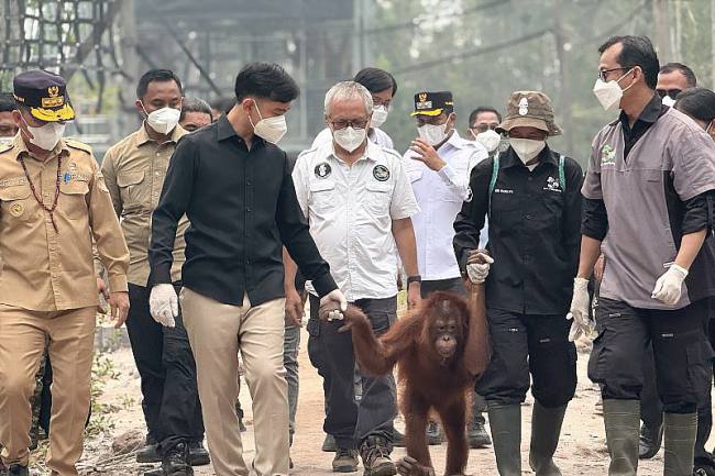 Wapres Gibran Rakabuming (kedua kiri) ketika meninjau pemulihan orangutan Kalimantan (Pongo pygmaeus) di Pusat Rehabilitasi Orangutan Nyaru Menteng Borneo Orangutan Survival Foundation di Palangka Raya, Kalimantan Tengah, Kamis (10/9/2026). (Foto: HO-BPMI Sekretariat Wapres)