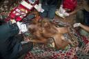 Tim BKSDA dan YIARI Kalbar mengevakuasi Orang utan dari salah satu kebun warga di Kayong Utara. (Foto: HO-YIARI Kalbar)