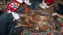 Tim BKSDA dan YIARI Kalbar mengevakuasi Orang utan dari salah satu kebun warga di Kayong Utara. (Foto: HO-YIARI Kalbar)