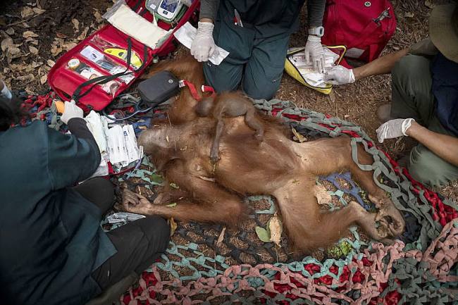Tim BKSDA dan YIARI Kalbar mengevakuasi Orang utan dari salah satu kebun warga di Kayong Utara. (Foto: HO-YIARI Kalbar)