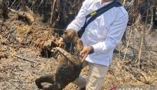 Tim BKSDA Kalsel menunjukkan seekor bekantan yang tewas dari total 12 ekor yang terbakar akibat kebakaran hutan dan lahan (karhutla) di Desa Balimau, Kabupaten Hulu Sungai Selatan, Kalimantan Selatan. (Foto: HO-BKSDA Kalsel)