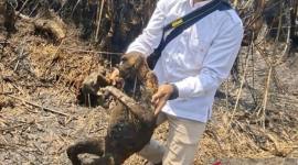 Tim BKSDA Kalsel menunjukkan seekor bekantan yang tewas dari total 12 ekor yang terbakar akibat kebakaran hutan dan lahan (karhutla) di Desa Balimau, Kabupaten Hulu Sungai Selatan, Kalimantan Selatan. (Foto: HO-BKSDA Kalsel)