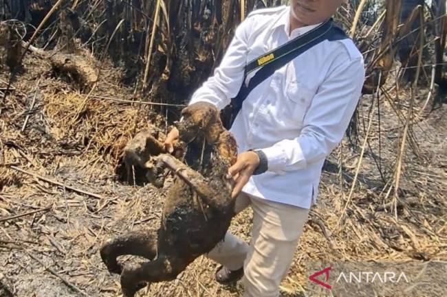 Tim BKSDA Kalsel menunjukkan seekor bekantan yang tewas dari total 12 ekor yang terbakar akibat kebakaran hutan dan lahan (karhutla) di Desa Balimau, Kabupaten Hulu Sungai Selatan, Kalimantan Selatan. (Foto: HO-BKSDA Kalsel)