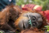 Orang utan Mama Lifa dan Lifa yang terjebak di kawasan perkebunan kelapa sawit yang terdampak kebakaran di Kabupaten Ketapang di evakuasi oleh BKSDA dan YIARI Kalbar (Foto: HO-YIARI/Heribertus Suciadi)