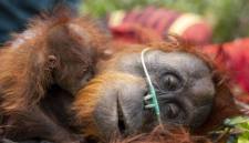 Orang utan Mama Lifa dan Lifa yang terjebak di kawasan perkebunan kelapa sawit yang terdampak kebakaran di Kabupaten Ketapang di evakuasi oleh BKSDA dan YIARI Kalbar (Foto: HO-YIARI/Heribertus Suciadi)
