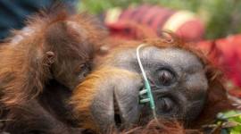 Orang utan Mama Lifa dan Lifa yang terjebak di kawasan perkebunan kelapa sawit yang terdampak kebakaran di Kabupaten Ketapang di evakuasi oleh BKSDA dan YIARI Kalbar (Foto: HO-YIARI/Heribertus Suciadi)
