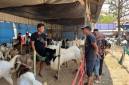  Gabungan Kelompok Tani Sido Mukti Desa Sumber Rejeki, Kecamatan Juai, Kabupaten Balangan menggelar kontes kambing se-Banua Anam dan bazar UMKM, Selasa (15/9/2026). (SuarIndonesia/Adv)