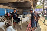  Gabungan Kelompok Tani Sido Mukti Desa Sumber Rejeki, Kecamatan Juai, Kabupaten Balangan menggelar kontes kambing se-Banua Anam dan bazar UMKM, Selasa (15/9/2026). (SuarIndonesia/Adv)