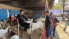  Gabungan Kelompok Tani Sido Mukti Desa Sumber Rejeki, Kecamatan Juai, Kabupaten Balangan menggelar kontes kambing se-Banua Anam dan bazar UMKM, Selasa (15/9/2026). (SuarIndonesia/Adv)