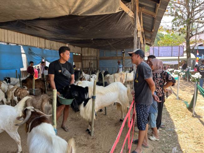  Gabungan Kelompok Tani Sido Mukti Desa Sumber Rejeki, Kecamatan Juai, Kabupaten Balangan menggelar kontes kambing se-Banua Anam dan bazar UMKM, Selasa (15/9/2026). (SuarIndonesia/Adv)
