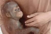 
Dinas, anak orang utan mendapat perawatan. (Foto: Istimewa)