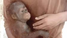 
Dinas, anak orang utan mendapat perawatan. (Foto: Istimewa)