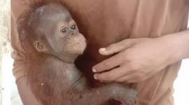 
Dinas, anak orang utan mendapat perawatan. (Foto: Istimewa)