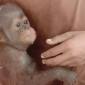 
Dinas, anak orang utan mendapat perawatan. (Foto: Istimewa)