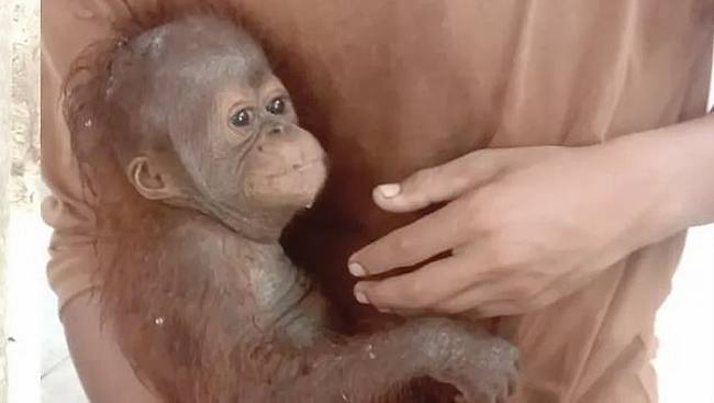 
Dinas, anak orang utan mendapat perawatan. (Foto: Istimewa)