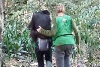 Petugas penyelamat saat melakukan evakuasi bertahap terhadap 11 orangutan dari KHDTK menuju Kandang Evakuasi di Kilometer 38 Samboja. (Foto: HO-BKSDA Kaltim)
