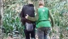 Petugas penyelamat saat melakukan evakuasi bertahap terhadap 11 orangutan dari KHDTK menuju Kandang Evakuasi di Kilometer 38 Samboja. (Foto: HO-BKSDA Kaltim)