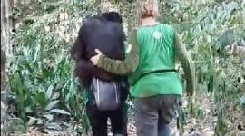 Petugas penyelamat saat melakukan evakuasi bertahap terhadap 11 orangutan dari KHDTK menuju Kandang Evakuasi di Kilometer 38 Samboja. (Foto: HO-BKSDA Kaltim)