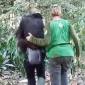 Petugas penyelamat saat melakukan evakuasi bertahap terhadap 11 orangutan dari KHDTK menuju Kandang Evakuasi di Kilometer 38 Samboja. (Foto: HO-BKSDA Kaltim)