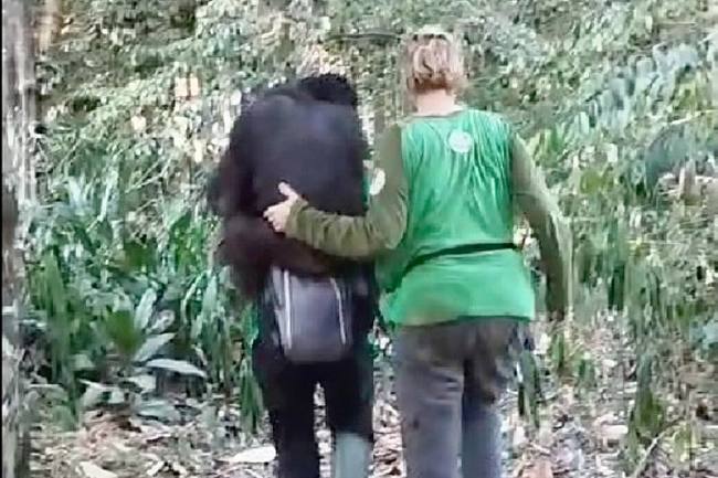 Petugas penyelamat saat melakukan evakuasi bertahap terhadap 11 orangutan dari KHDTK menuju Kandang Evakuasi di Kilometer 38 Samboja. (Foto: HO-BKSDA Kaltim)
