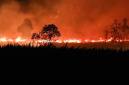 Api membakar lahan di Desa Tumbang Nusa, Kabupaten Pulang Pisau, Kalimantan Tengah, Minggu (30/8/2026). (Foto: Antara/Auliya Rahman)