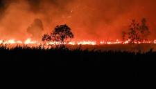 Api membakar lahan di Desa Tumbang Nusa, Kabupaten Pulang Pisau, Kalimantan Tengah, Minggu (30/8/2026). (Foto: Antara/Auliya Rahman)