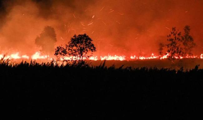 Api membakar lahan di Desa Tumbang Nusa, Kabupaten Pulang Pisau, Kalimantan Tengah, Minggu (30/8/2026). (Foto: Antara/Auliya Rahman)
