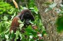 Individu orang utan yang dijumpai di Lanskap Koridor Labian-Leboyan. (Foto: HO-WWFIndonesia)