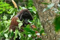 Individu orang utan yang dijumpai di Lanskap Koridor Labian-Leboyan. (Foto: HO-WWFIndonesia)