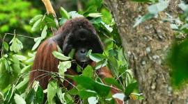 Individu orang utan yang dijumpai di Lanskap Koridor Labian-Leboyan. (Foto: HO-WWFIndonesia)