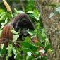 Individu orang utan yang dijumpai di Lanskap Koridor Labian-Leboyan. (Foto: HO-WWFIndonesia)