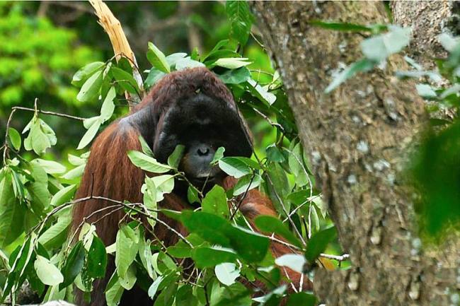 Individu orang utan yang dijumpai di Lanskap Koridor Labian-Leboyan. (Foto: HO-WWFIndonesia)