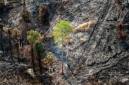 OIKN mengungkap dugaan pembakaran secara sengaja yang terjadi di Bukit Tengkorak, Kecamatan Sepaku, Kalimantan Timur (Kaltim). (Foto: HO-Humas OIKN)