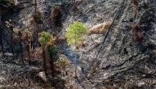 OIKN mengungkap dugaan pembakaran secara sengaja yang terjadi di Bukit Tengkorak, Kecamatan Sepaku, Kalimantan Timur (Kaltim). (Foto: HO-Humas OIKN)