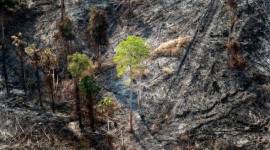 OIKN mengungkap dugaan pembakaran secara sengaja yang terjadi di Bukit Tengkorak, Kecamatan Sepaku, Kalimantan Timur (Kaltim). (Foto: HO-Humas OIKN)