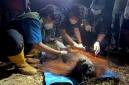 Ira, orang utan yang diselamatkan dari area area karhutla di Kotim, Rabu malam (14/10/2026). (Foto: Istimewa)
