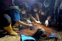 Ira, orang utan yang diselamatkan dari area area karhutla di Kotim, Rabu malam (14/10/2026). (Foto: Istimewa)
