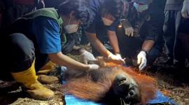 Ira, orang utan yang diselamatkan dari area area karhutla di Kotim, Rabu malam (14/10/2026). (Foto: Istimewa)
