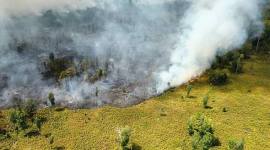 
Taman Nasional Tanjung Puting (TNTP) terbakar. (Foto: HO-TNTP)