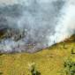
Taman Nasional Tanjung Puting (TNTP) terbakar. (Foto: HO-TNTP)