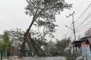 Pohon besar tumbang hingga menutupi seluruh badan jalan di Jalan Karang Anyar, Kelurahan Loktabat Utara, Kecamatan Banjarbaru Utara, Banjarbaru, Minggu (25/10/2026) petang. (Foto: Antara)