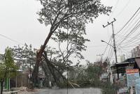 Pohon besar tumbang hingga menutupi seluruh badan jalan di Jalan Karang Anyar, Kelurahan Loktabat Utara, Kecamatan Banjarbaru Utara, Banjarbaru, Minggu (25/10/2026) petang. (Foto: Antara)
