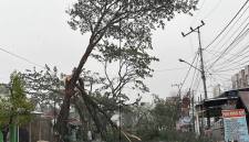 Pohon besar tumbang hingga menutupi seluruh badan jalan di Jalan Karang Anyar, Kelurahan Loktabat Utara, Kecamatan Banjarbaru Utara, Banjarbaru, Minggu (25/10/2026) petang. (Foto: Antara)